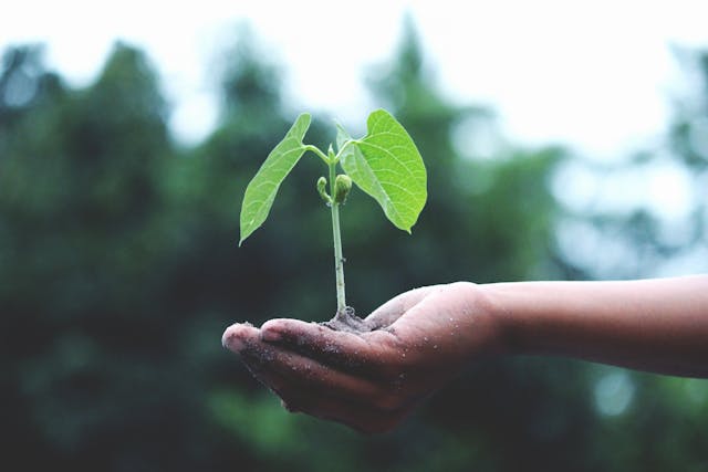 A small green plant on a palm